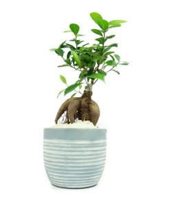 Cây Da Bonsai