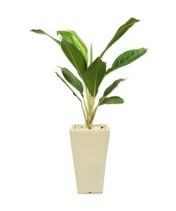 Cây bạch mã hoàng tử nội thất