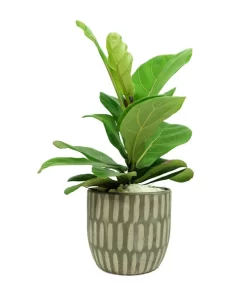 Cây Bàng Singapore