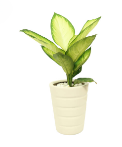 Cây Sao Sáng nội thất