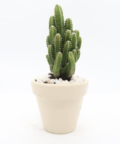 Cây Xương Rồng Thanh Sơn