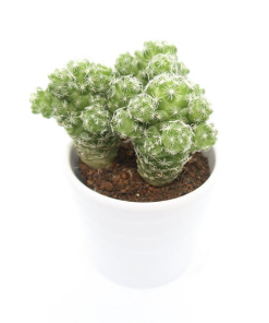 Cây Xương Rồng Trứng Chim