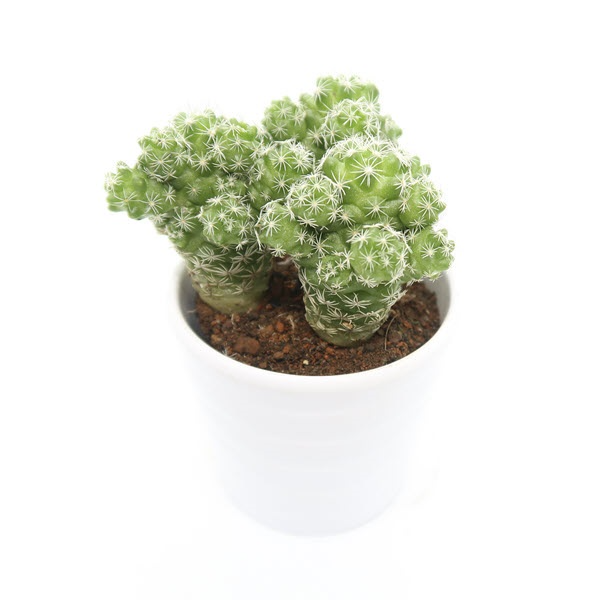 cay-xuong-rong-trung-chim