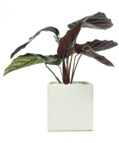 Cây Đuôi Công Sọc Tím