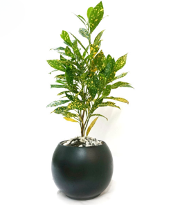 Cây Cô Tòng Lá Đốm