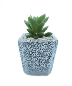 Cây Sen Ngọc Lá Dài