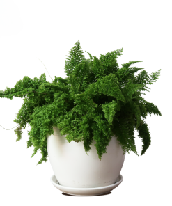 Cây dương xỉ nhún