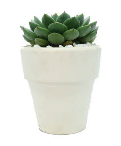 Cây Sen Đá Bánh Bao Xanh