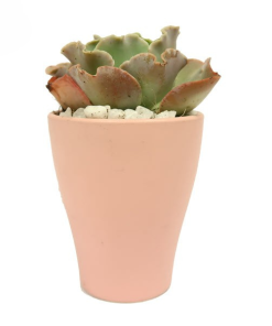 Cây Sen Đá Bắp Cải