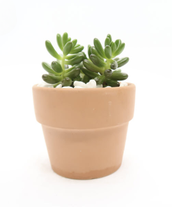 Cây Sen Thạch Ngọc Xanh