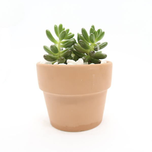 sen-da-thach-ngoc-xanh