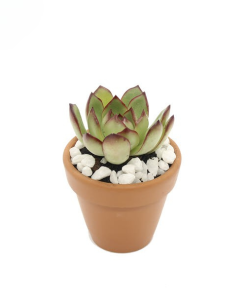 Cây Sen Đá Viền Lửa