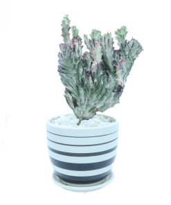 Cây Xương Rồng Vạn Lý Trường Thành