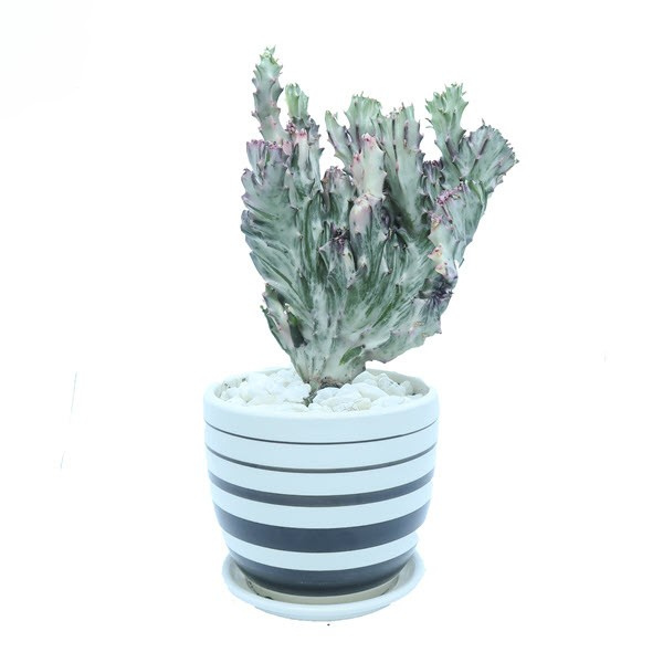 suong-rong-van-ly-truong-thanh-1