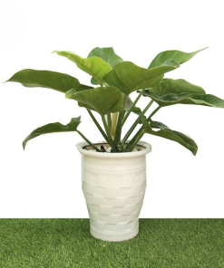 Cây Trầu Bà Đế Vương Xanh nội thất