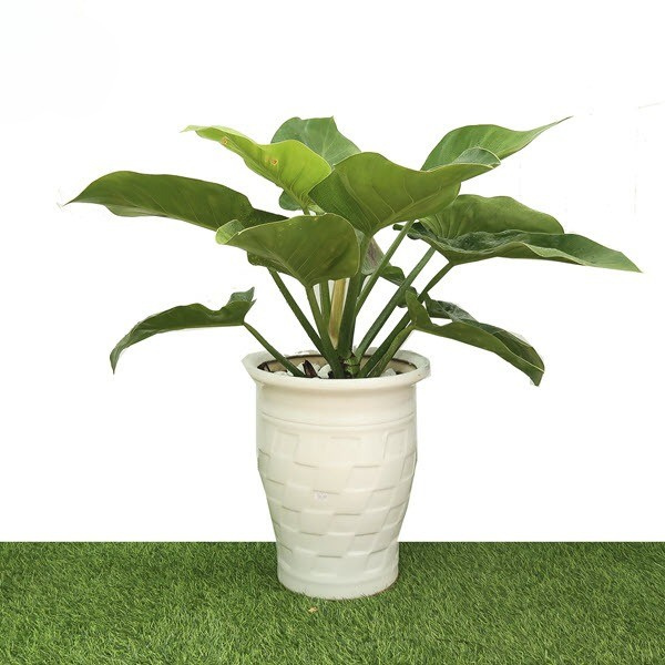 trau-ba-de-vuong-xanh