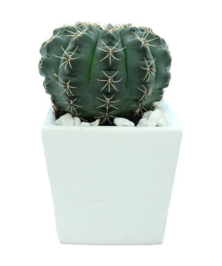 Cây Xương Rồng Thần Long