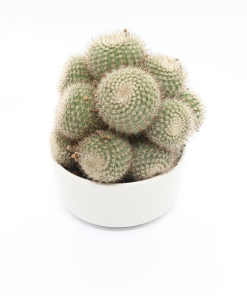 Cây Xương Rồng Thiên Nga bụi