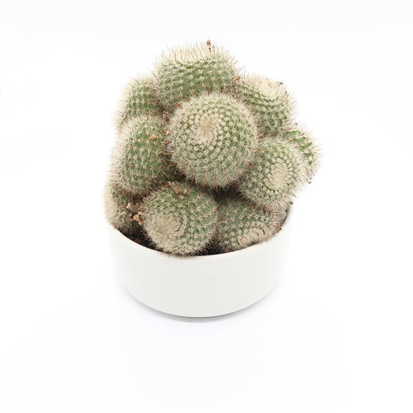 xuong-rong-thien-nga-bui