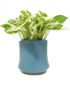 Cây Trầu Bà Cẩm Thạch