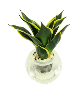 Cây Lưỡi Hổ Thái thuỷ sinh